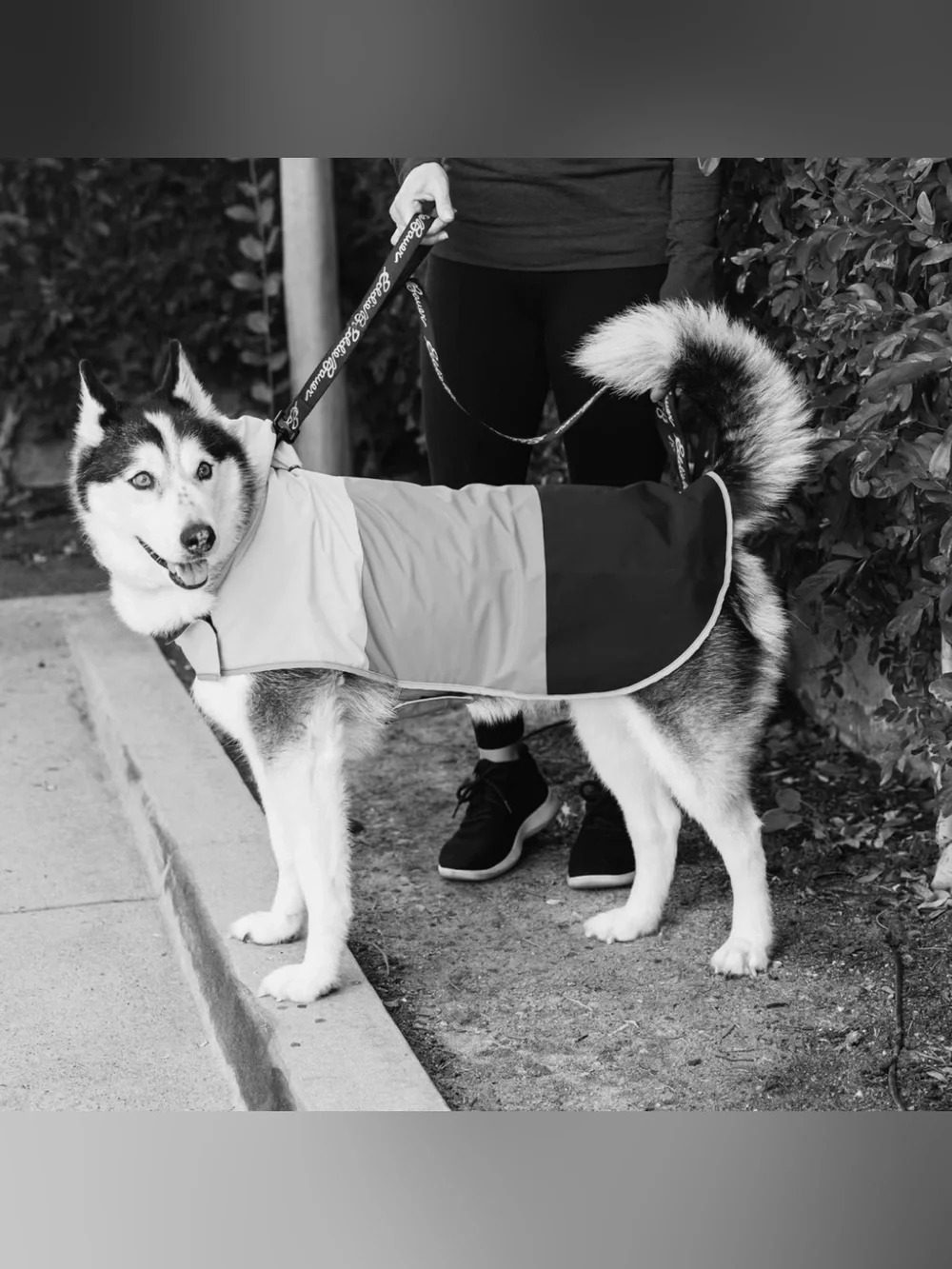 Eddie Bauer PET Ravenna Waterproof Dog Windbreaker Coat